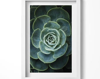 Green Succulent Plant Print in Frame, Flowers and plants Art Print, Green Wall Art, Home Decorations