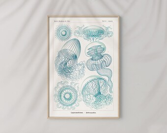Poster Wall Art Leptomedusae Wrinkled Jellyfish Ernst Haeckel #RO483  Blue, White, Retro Nature Print, Ernst Haeckel Poster, Art