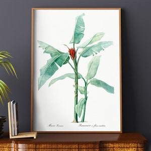 Poster Wall Art Scarlet Banana Illustration by Pierre Joseph Redoute #RO341  Green, Red, Fine Art, Botanical Print, Antique Nature Print