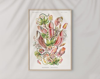 Op de afbeelding: Een vintage botanische illustratie van een Nepenthes-plant, met gedetailleerde afbeeldingen van de bladeren en bloemen. De illustratie is in tinten groen, roze en rood en is geplaatst op een witte achtergrond.