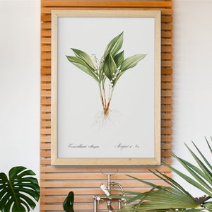 Lily Of The Valley Illustration By Pierre Joseph Redoute Poster, Green Wall Art Paintings, White Illustration Prints, Retro Gift For Woman