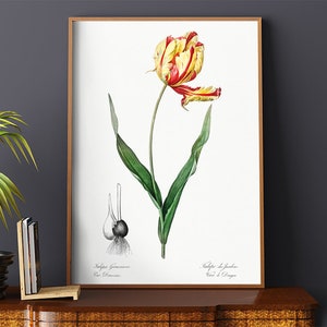 Poster Wall Art Didier Tulip Illustration Pierre Joseph Redoute #RO349  Green, Yellow, Fine Art Print, Botanical Print, Antique Nature Print