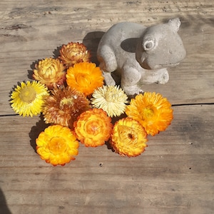 20 Köpfe Helichrysum getrocknete Blumen DIY Immortelle Erdbeere immerwährendes Konfetti DIY-Zubehör