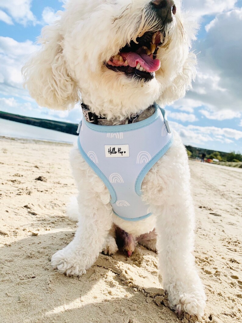 rainbow dog harness