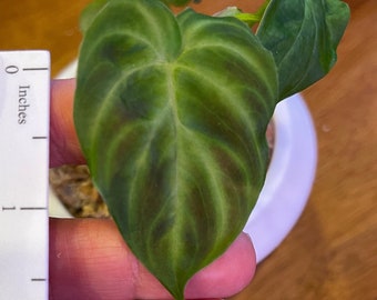 plants are purple serum test Wonder Foundation Serum