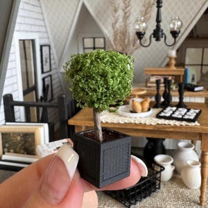 Plant - Topiary