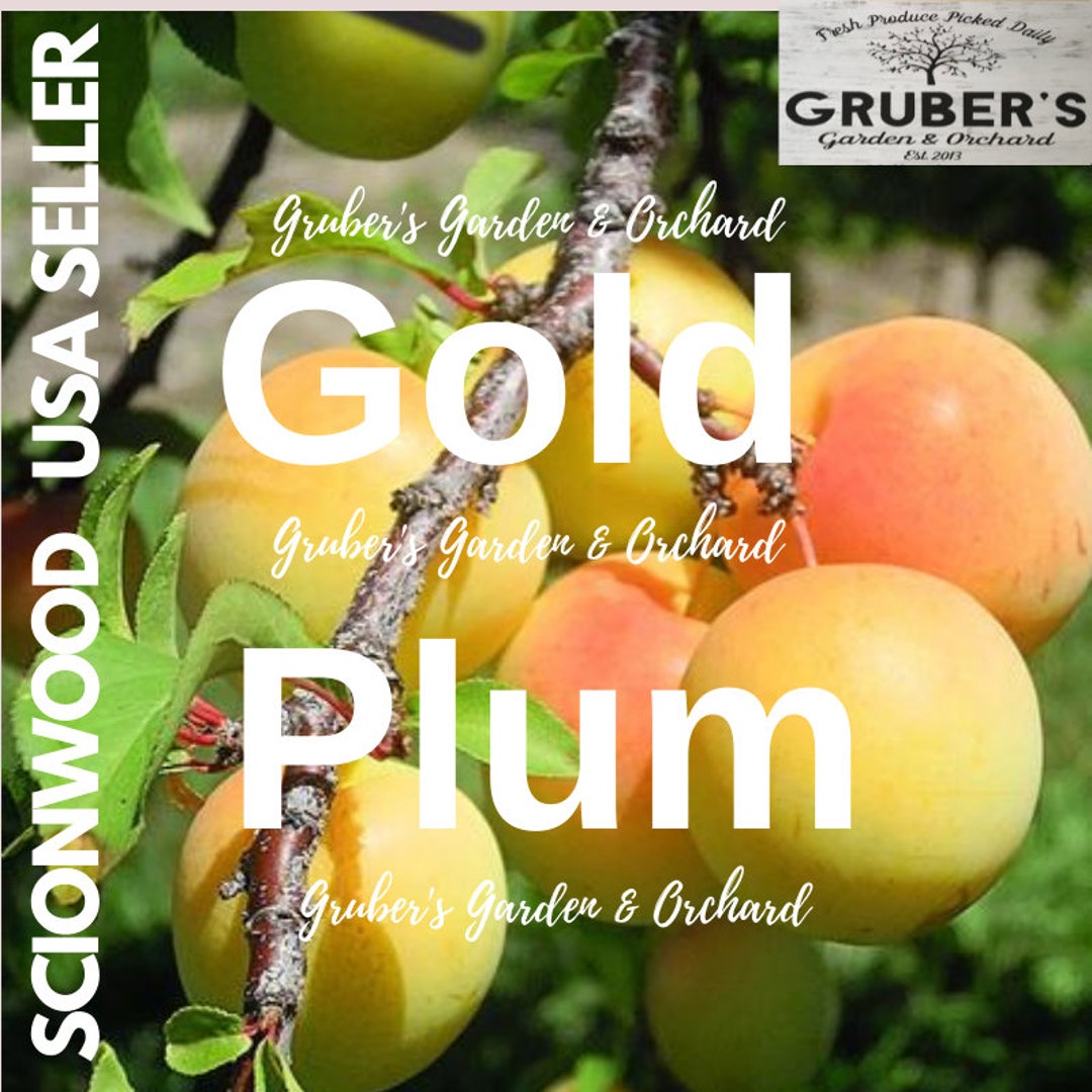 6 GOLD PLUM Fruit Tree Scion / Cutting / Scionwood / Wood / Etsy