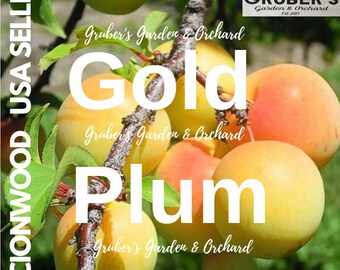 Puede incluir: Un racimo de ciruelas doradas redondas de color amarillo anaranjado que cuelgan de una rama. La imagen presenta superposiciones de texto, incluyendo 'GRUBER'S Garden & Orchard', 'SCIONWOOD USA SELLER' y 'Gold Plum' en letras blancas grandes.