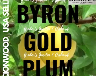 Puede incluir: Una ciruela Byron Gold creciendo en un árbol con hojas verdes. La imagen incluye superposiciones de texto como "BYRON GOLD PLUM", "GRUBER'S GARDEN & ORCHARD", "SCIONWOOD USA SELLER" y "FRESH PRODUCE PICKED DAILY" con la fecha de 2013.