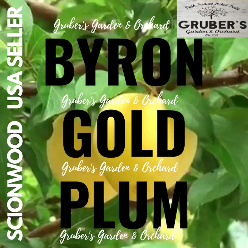 May include: A Byron Gold plum growing on a tree with green leaves. The image features text overlays including "BYRON GOLD PLUM", "GRUBER'S GARDEN & ORCHARD", "SCIONWOOD USA SELLER", and "FRESH PRODUCE PICKED DAILY" with the establishment date of 2013.