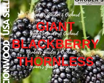 5 GIANT BLACKBERRY Fruit Tree Scion / Cutting / Scionwood / Wood / Rooting / Grafting / 8-10 Inches