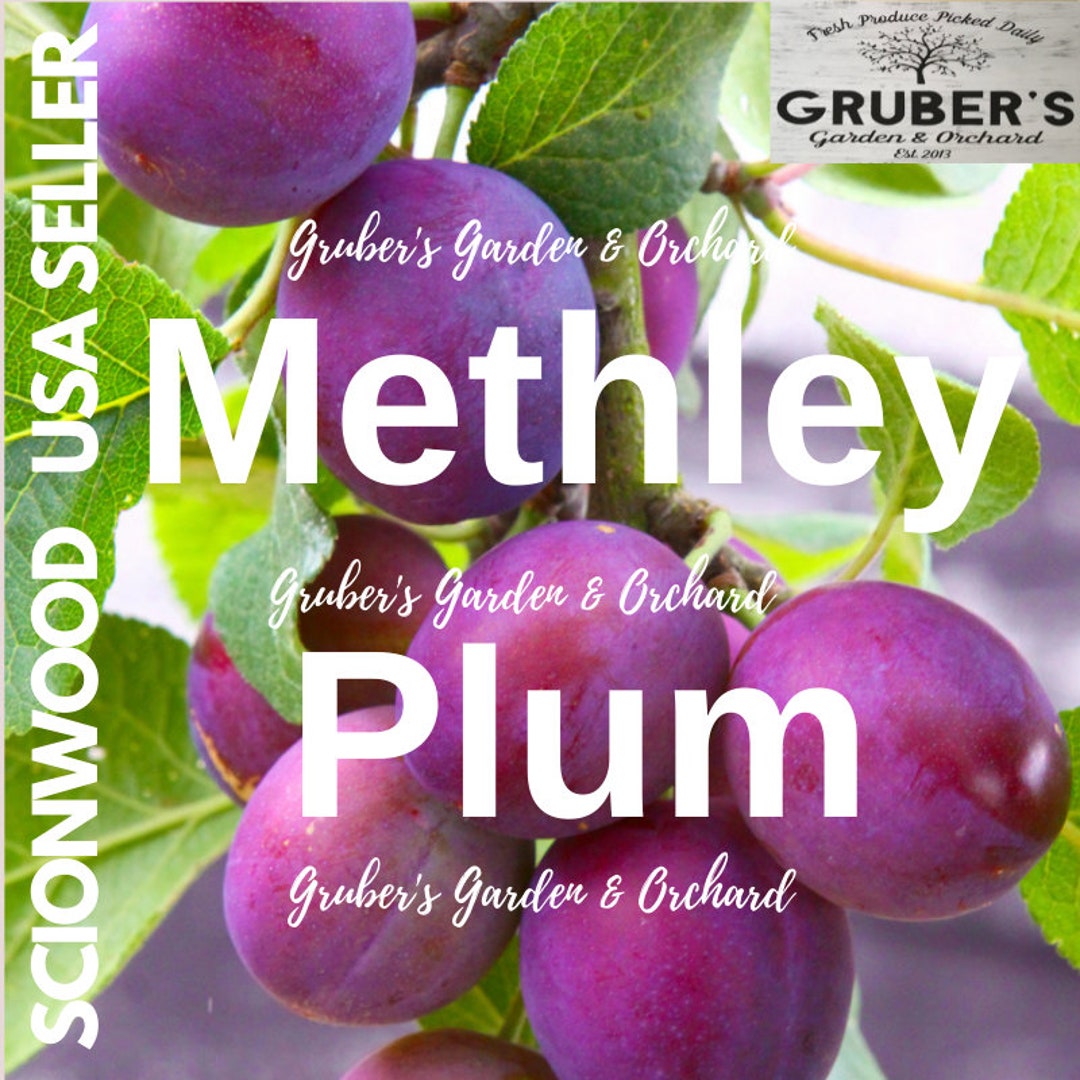 3 METHLEY PLUM Fruit Tree Scion / Cutting / Scionwood / Wood / Rooting