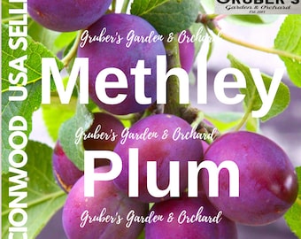 May include: A cluster of ripe Methley plums hanging from a tree branch with green leaves. The text reads: Fresh Produce Picked Daily GRUBER'S Garden & Orchard Est. 2013, Gruber's Garden & Orchard, Methley Plum, and SCIONWOOD USA SELLER.