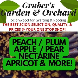 3-Pack SCIONS Apple / Peach / Plum / Pear / Nectarine / Apricot / Fruit Tree Scion / Cutting / Scionwood / Rooting / Grafting / 10-12 Inches