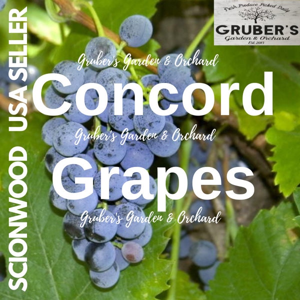 4 CONCORD GRAPE Cutting / Fruit Tree Scion / Scionwood / Wood / Rooting / Grafting / Vine/ 8-10 Inches     *Limited Deal*