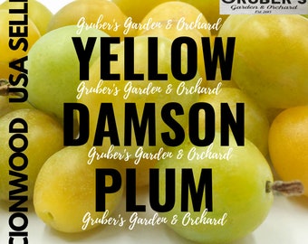 Puede incluir: Una colección de ciruelas damson amarillas con piel lisa y redonda. La imagen presenta superposiciones de texto que incluyen "Gruber's Garden & Orchard", "Yellow Damson Plum" y "Scionwood USA Seller", con un logotipo en la esquina superior derecha.