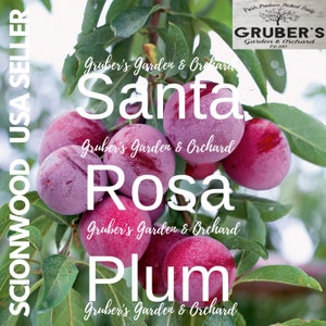 3 SANTA Rosa PLUM Fruit Tree Scion / Cutting / Scionwood / Wood / Rooting / Grafting / 10-12 Inches