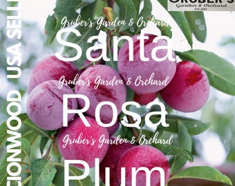 May include: A cluster of ripe Santa Rosa plums hanging from a tree branch with green leaves. The text reads: Gruber's Garden & Orchard, Santa Rosa Plum, Scionwood USA Seller, Fresh Produce Picked Daily, Est. 2013. The plums are round and purple-red.