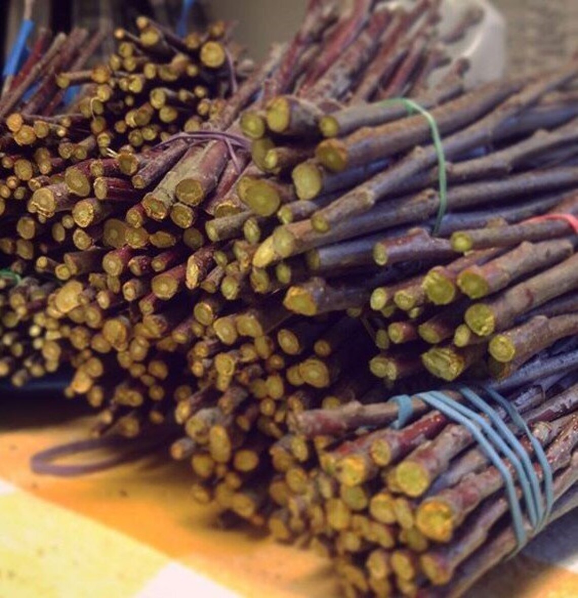 3 SHIRO PLUM Fruit Tree Scion / Cutting / Scionwood / Wood / Etsy