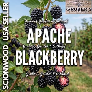 May include: A cluster of ripe, dark purple Apache blackberries on a green leafy vine. The text Gruber's Garden & Orchard and Apache Blackberry is overlaid on the image. Some berries are sliced open, revealing a deep red interior flesh.