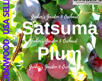 Puede incluir: Un racimo de ciruelas Satsuma maduras colgando de una rama de árbol con hojas verdes. La imagen presenta superposiciones de texto que incluyen SCIONWOOD USA SELLER, GRUBER'S Garden & Orchard y Satsuma Plum, con un logotipo en la esquina superior derecha.