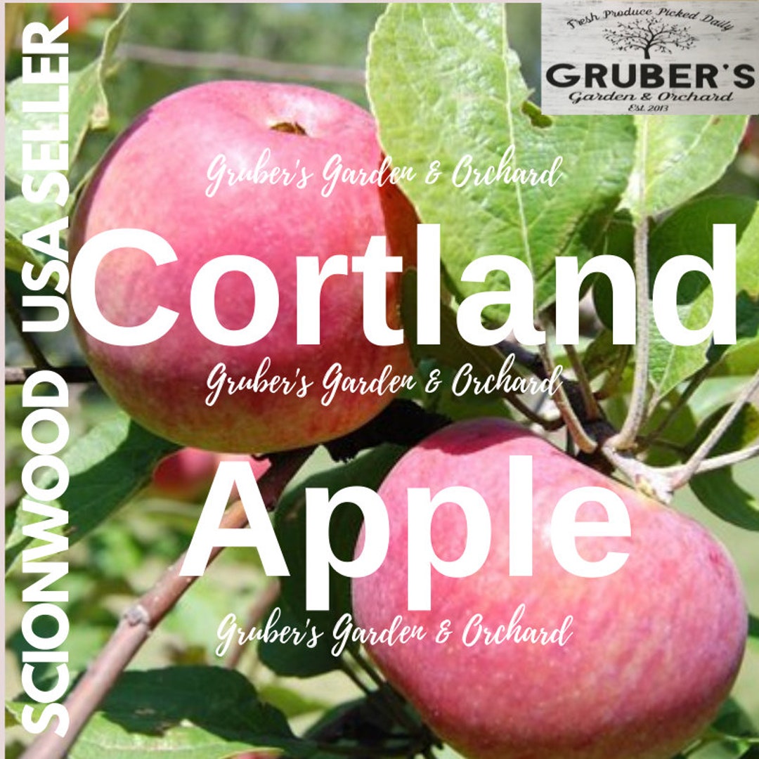 Fresh Cortland Apple