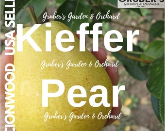 Puede incluir: Una pera Kieffer amarilla con un tallo verde. La imagen contiene el texto: SCIONWOOD USA SELLER, Gruber's Garden & Orchard, Kieffer Pear y Fresh Produce Picked Daily Gruber's Garden & Orchard Est. 2013.