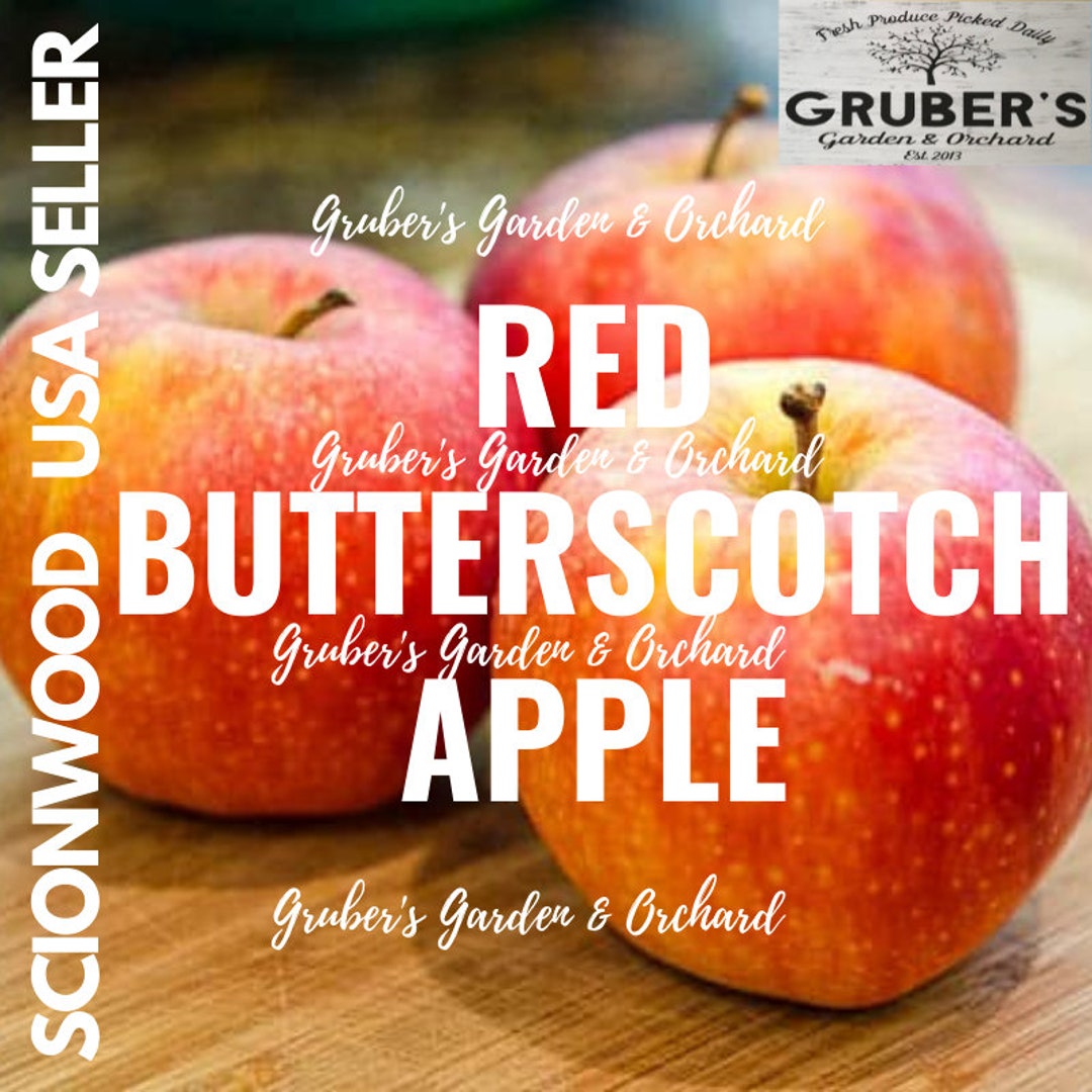 3 RED BUTTERSCOTCH Apple Fruit Tree Scion / Cutting / Scionwood / Wood
