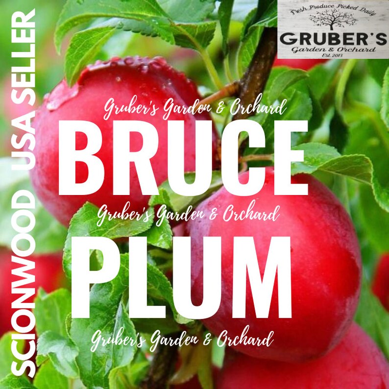 3 BRUCE PLUM Fruit Tree Scion / Cutting / Scionwood / Wood / Etsy