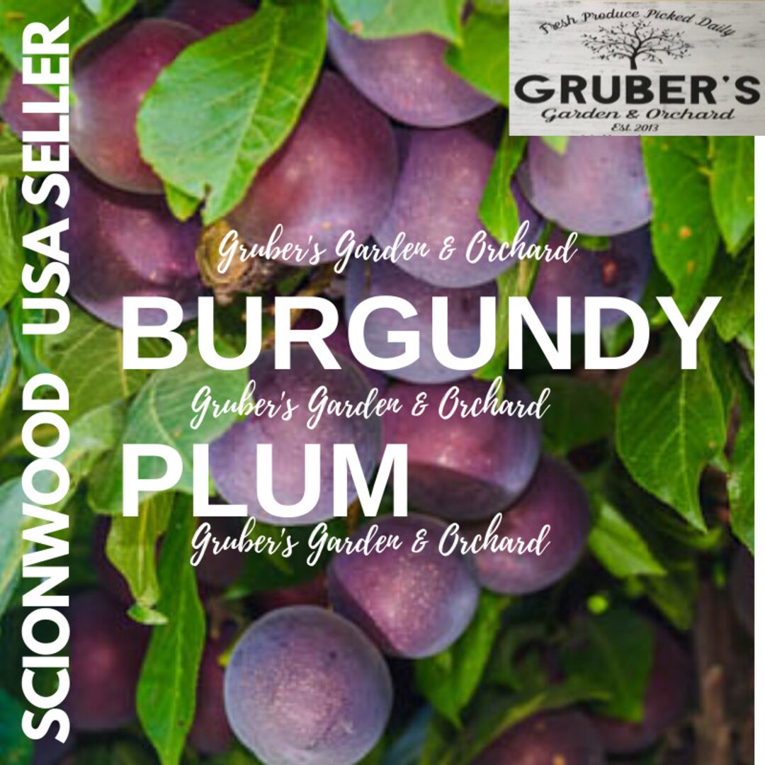 6 BURGUNDY PLUM Fruit Tree Scion / Cutting / Scionwood / Wood / Rooting
