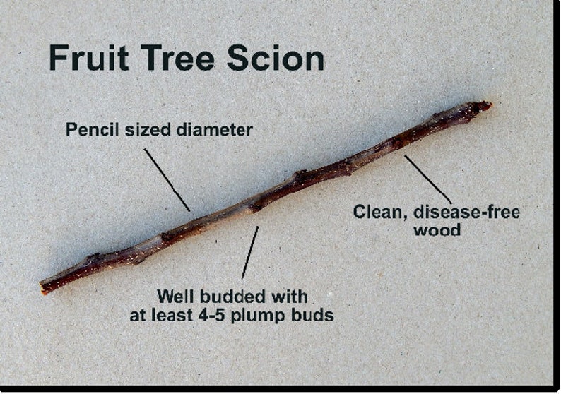 May include: A brown fruit tree scion twig with multiple buds. Text labels read: Fruit Tree Scion, Pencil sized diameter, Well budded with at least 4-5 plump buds, and Clean, disease-free wood. The twig is straight and woody in appearance.