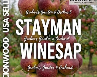 Puede incluir: Un racimo de manzanas Stayman Winesap colgando de una rama de árbol. Las manzanas tienen una piel moteada de color rojo y verde. El texto superpuesto dice: SCIONWOOD USA SELLER, STAYMAN WINESAP, Gruber's Garden & Orchard, Fresh Produce Picked Daily.