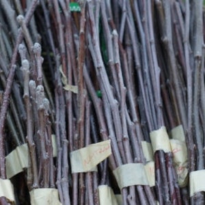 May include: A woven wicker basket filled with multiple bundles of dark brown, leafless tree scion wood cuttings. Each bundle is secured with a light-colored adhesive tape label, and the twigs feature small, dormant buds along their straight stems.