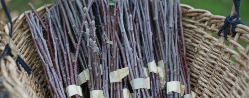 May include: A woven wicker basket filled with multiple bundles of dark brown, leafless tree scion wood cuttings. Each bundle is secured with a light-colored adhesive tape label, and the twigs feature small, dormant buds along their straight stems.