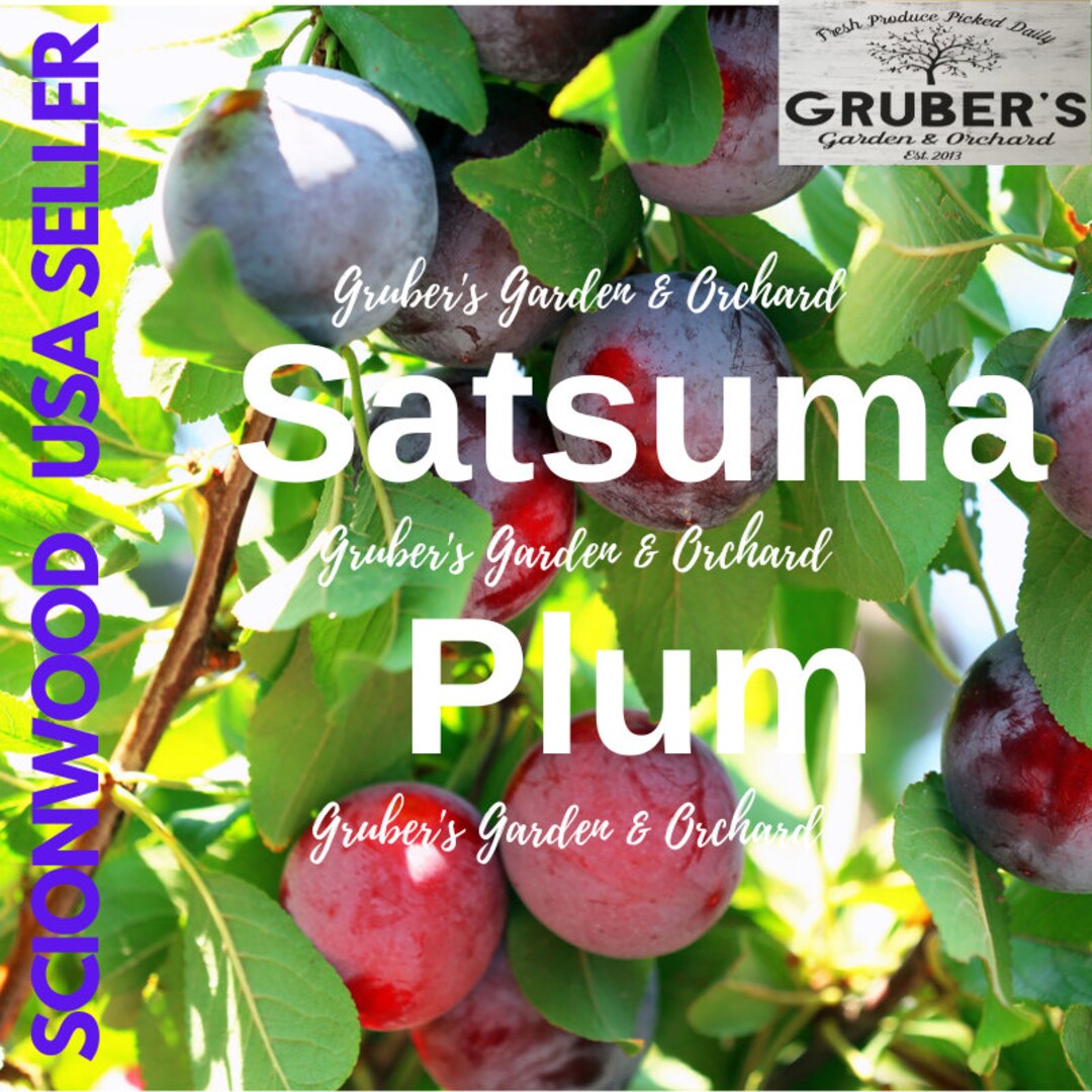 6 SATSUMA PLUM Fruit Tree Scion / Cutting / Scionwood / Wood / Rooting