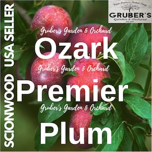Puede incluir: Varias ciruelas Ozark Premier redondas y de color rojo intenso cuelgan de una rama con hojas verdes. El texto superpuesto incluye Gruber's Garden & Orchard, Ozark Premier Plum y Scionwood USA Seller. Las ciruelas tienen una piel lisa y moteada.
