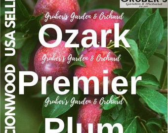 Puede incluir: Varias ciruelas Ozark Premier redondas y de color rojo intenso cuelgan de una rama con hojas verdes. El texto superpuesto incluye Gruber's Garden & Orchard, Ozark Premier Plum y Scionwood USA Seller. Las ciruelas tienen una piel lisa y moteada.