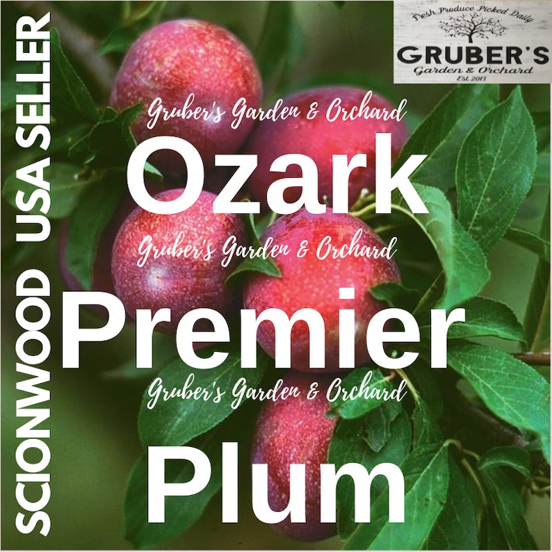 Puede incluir: Varias ciruelas Ozark Premier redondas y de color rojo intenso cuelgan de una rama con hojas verdes. El texto superpuesto incluye Gruber's Garden & Orchard, Ozark Premier Plum y Scionwood USA Seller. Las ciruelas tienen una piel lisa y moteada.