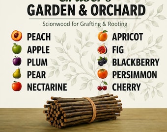 May include: A bundle of brown wooden scionwood sticks tied with a thin band, positioned below text reading Gruber's GARDEN & ORCHARD, Scionwood for Grafting & Rooting, and a list of fruits including peach, apple, plum, pear, nectarine, apricot, fig, blackberry, persimmon, and cherry.