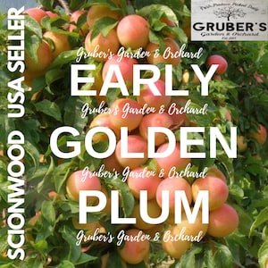 3 EARLY GOLDEN Plum Fruit Tree Scion / Cutting / Scionwood / Wood / Rooting / Grafting / 10-12 Inches