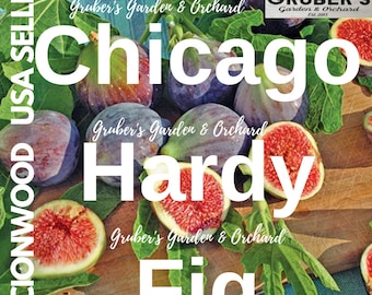 Puede incluir: Una colección de higos Chicago Hardy enteros y cortados por la mitad con hojas verdes, con el texto Gruber's Garden & Orchard, Scionwood USA Seller y Chicago Hardy Fig. La fruta muestra pieles moradas e interiores rojos y llenos de semillas.