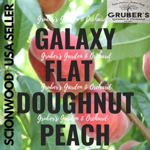 3 GALAXY Flat DOUGHNUT / Donut Peach Fruit Tree Scion / Cutting / Scionwood / Wood / Rooting / Grafting / 10-12 Inches