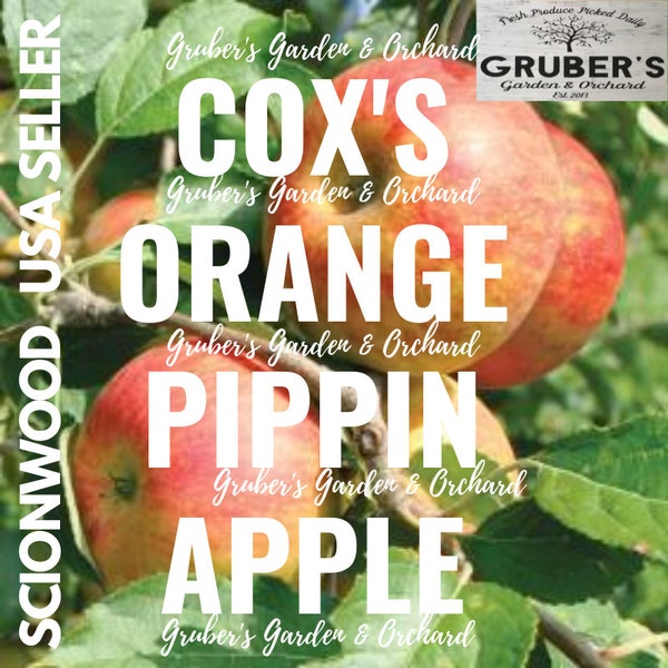 3 Cox's ORANGE PIPPIN Apple Fruit Tree Scion / Cutting / Scionwood / Wood / Rooting / Grafting / 10-12 Inches