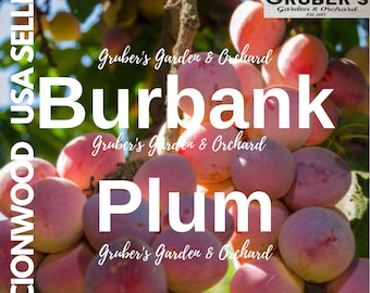 Puede incluir: Un racimo de ciruelas Burbank colgando de una rama de árbol. La fruta tiene una forma redonda y lisa con un degradado de piel amarilla, rosa y morada. Los textos superpuestos incluyen 'SCIONWOOD USA SELLER', 'Burbank Plum' y 'Gruber's Garden & Orchard'.