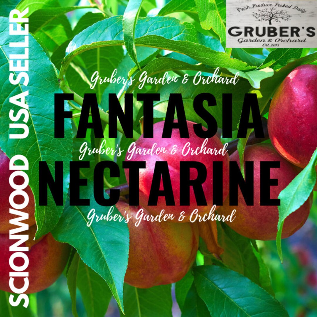 3 FANTASIA NECTARINE Fruit Tree Scion / Cutting / Scionwood / Wood