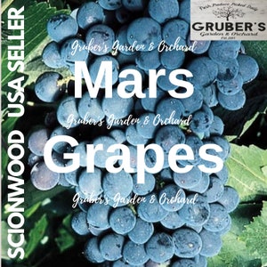 May include: A large cluster of dark blue Mars grapes on the vine with green leaves. Text overlay reads: SCIONWOOD USA SELLER, Gruber's Garden & Orchard, Fresh Produce Picked Daily, Est. 2013, Mars Grapes, and Gruber's Garden & Orchard repeated.