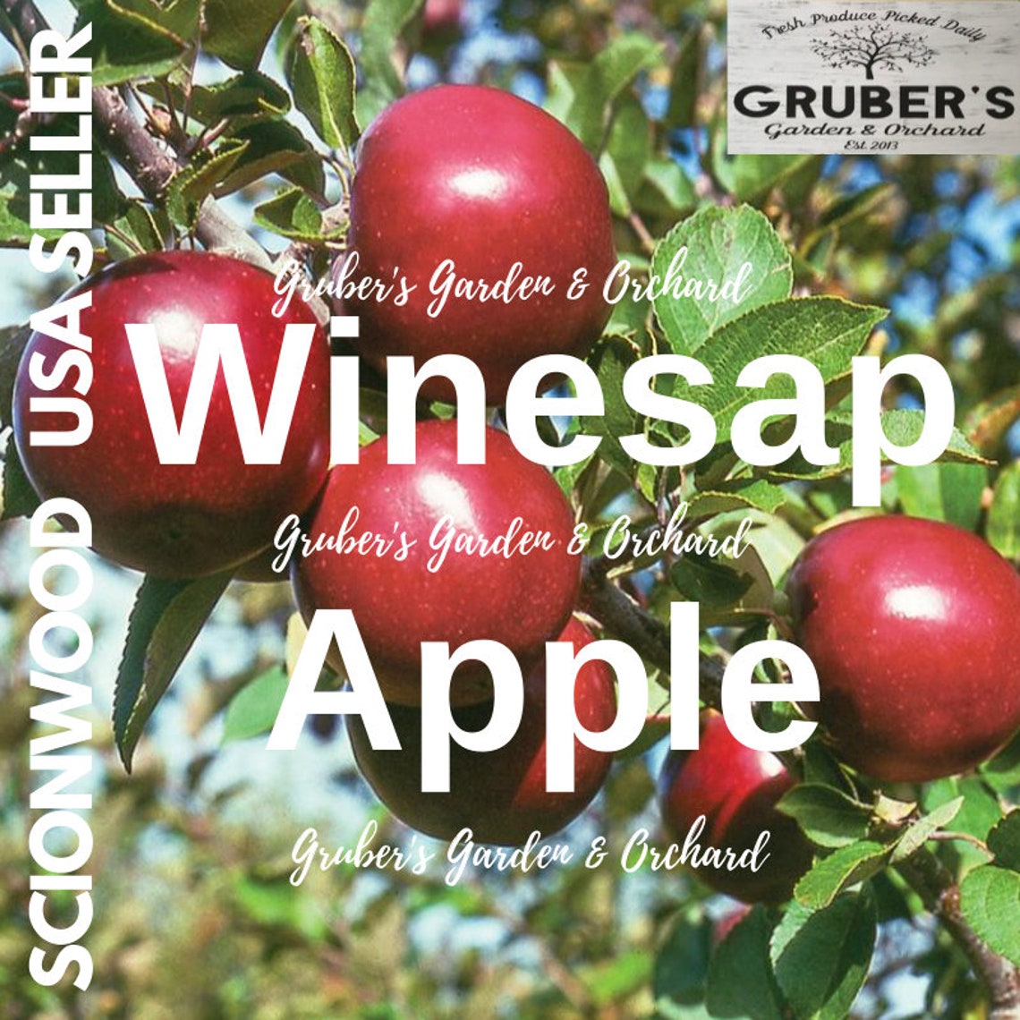 3 WINESAP Apple Fruit Tree Scion / Cutting / Scionwood / Wood Etsy