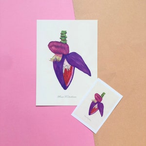 Musa x Cardiaca Set of Prints Poster Carte postale et autocollant Art