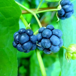 50 vildblåbärsfrön, Rubus caesius, kombinerad frakt