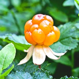 20 seltene Bakeapple Samen, Moltebeere, Rubus Chamaemorus - Kombiversand